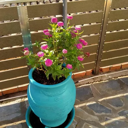 Bella Vista מלון דירות