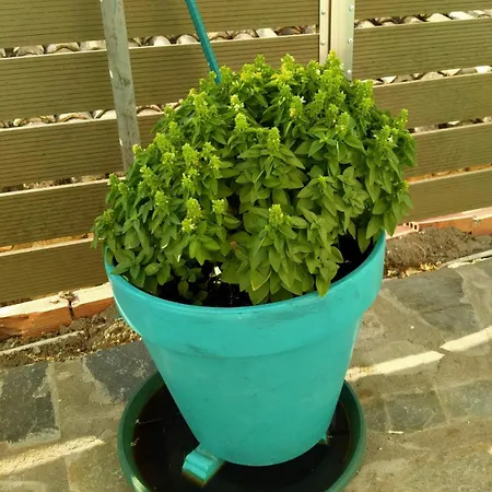 Bella Vista נידרי
